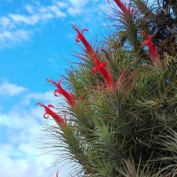 Tillandsia andreana É.Morren ex André